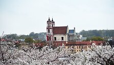 Sakurų žydėjimas Vytauto &Scaron;auklio kadruose