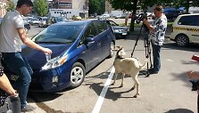 Ožys prirakintas prie automobilio