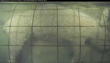 caged-pig-forensic-experiment-in-the-ocean