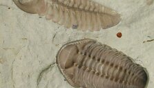 Trilobitai, senieji vandens gyvūnai
