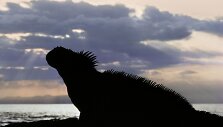 Jūrų iguana