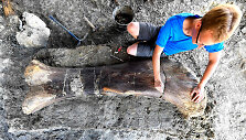 Prancūzijoje rastas dinozauro sauropodo &scaron;launikaulis