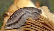 Arion circumscriptus