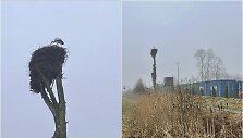 Klaipėdos rajone pirmadienį užfiksuotas lizde tupintis gandras