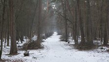 Tvarkomas Vingio parkas