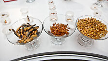 &bdquo;Pestaurant&ldquo; restorano atidarymas