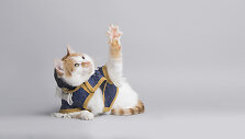 &bdquo;Tautmilės globos&ldquo; kačiukų fotosesija