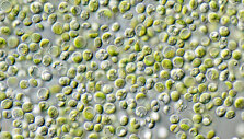Mikroskopinis Chlorella vulgaris vaizdas