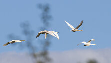 Į Žuvinto biosferos rezervatą ateina ruduo.