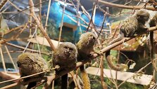 Vilniaus zoologijos sode gimė mažiausių beždžionių pasaulyje jaunikliai