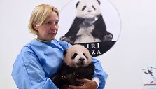 Mažylė panda Tian Bao
