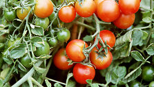 Pomidorai