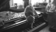 Katinas ir pianinas