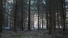 Sacharos mi&scaron;kas