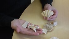 Muitininkai konfiskavo neteisėtai gabenamas jūrines kriaukles ir koralus