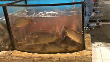 Kruvinas akvariumas