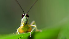 Svirplys