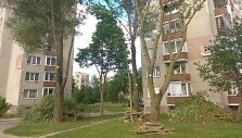&Scaron;tai taip genėti medžius galima tik turint specialų savivaldybės leidimą