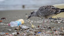 Kirai, žuvėdros neretai prisilesa plastiko. Tačiau ančių snapai yra labai jautrūs, todėl mokslininkai stebisi, kaip jos plastiko neatpažįsta