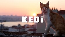 kedi-trailer-1