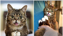 Garsiausia interneto katė Lil Bub