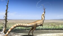 Dinozauras Sinosauropteryx