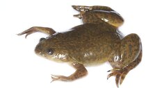 Afrikos varlė Xenopus laevis