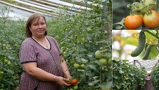 &Scaron;ventybrastyje agurkus ir pomidorus drauge su vyru auginanti kra&scaron;tietė Inga Ivanova džiaugiasi, kad &scaron;iais metais ūkis nenukentėjo nuo tropinio tipo orų. 