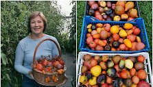 Pomidorų kolekcininkė Vilija augina &scaron;imtus veislių pomidorų