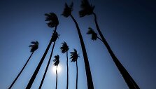 Palmės
