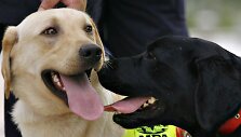 Labradorai