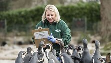 Kasmetinis gyvūnų sura&scaron;ymas Londono zoologijos sode