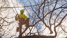 Kaune &ndash; &scaron;imtamečio ąžuolo gelbėjimo operacija