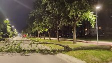I&scaron;verstas medis Vilniaus Minties gatvėje