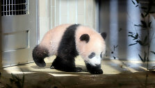 Japonijos zoologijos sode mažylė panda pirmą kartą parodyta žurnalistams