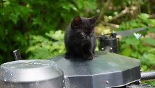 Operacija &bdquo;Miau-miau&ldquo;