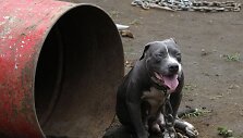 Pitbulis
