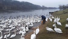 Kaune &ndash; didžiausia gulbių lesykla Baltijos &scaron;alyse