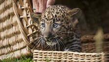 Leopardo jauniklis 