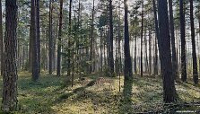 Vietomis mi&scaron;kas beveik taip pat atrodo ir ankstyvą pavasarį, ir vasarą