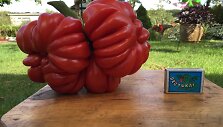 Vilnietis Petras užaugino pomidorą-gigantą, sveriantį 1,5 kilogramo.