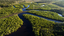 Amazonė