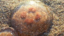 Medūza
