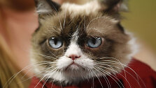 Katinas Grumpy