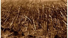 Didžiulis sprogimas 1908 m. birželio 30 d. rytą i&scaron;guldė medžius prie Akmenuotosios Tunguskos, Vidurio Sibiro taigoje. Iliustracijos &scaron;altinis: tunguska-photo.ru