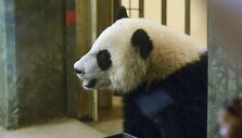 Va&scaron;ingtono zoologijos sodas &scaron;venčia pandos gimtadienį