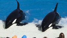 Orkų pasirodymas San Diego &bdquo;SeaWorld&ldquo; parke