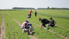  &bdquo;Krekenava&ldquo; laukuose vasarą darbuojasi kra&scaron;to moksleiviai. 