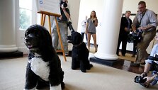 Baracko Obamos &scaron;unys Bo ir Sunny