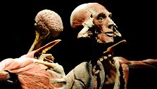 Žmogaus kūnų paroda &bdquo;Body Worlds Vital&ldquo;